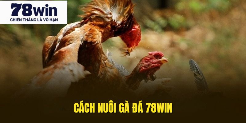 Cách Nuôi Gà Đá